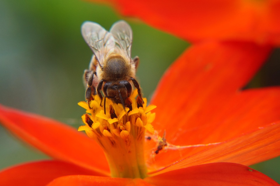 Bee Pollination Flower · Free photo on Pixabay