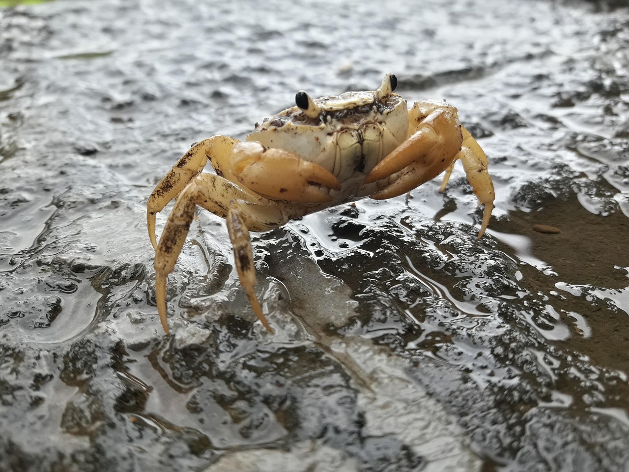 页面 11 - 超过 2000 张关于“Crab”和“自然”的免费图片 - Pixabay
