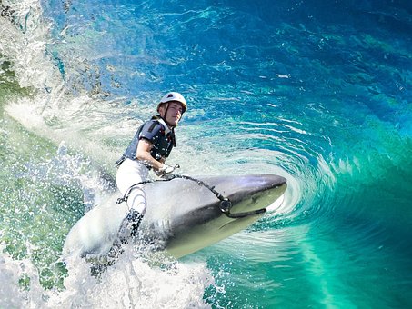 Free Shark Wave photo and picture