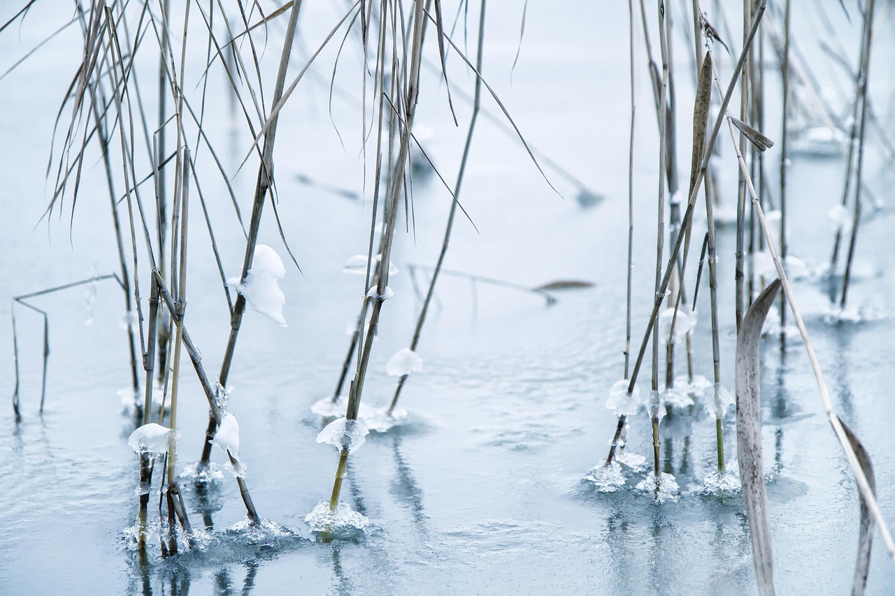 Reed Frozen Cold - Free photo on Pixabay - Pixabay