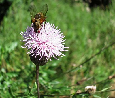 Free Fly Thistle Flower photo and picture