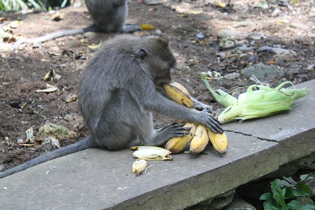 Free Bali Indonesia photo and picture