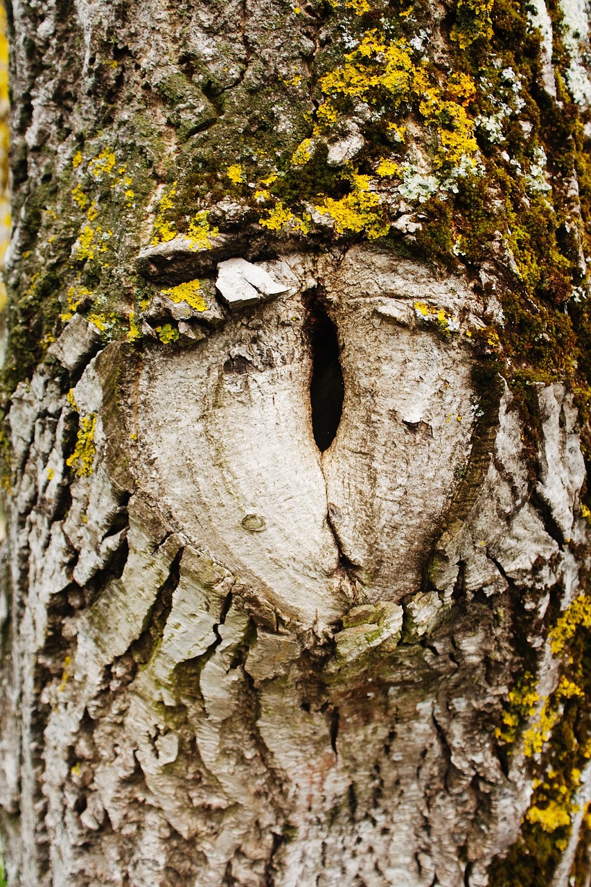 Tree Eye Free photo on Pixabay Pixabay