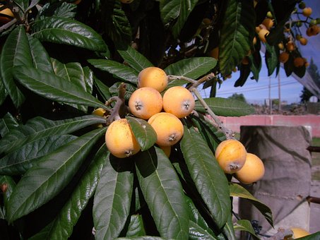 Træ, Botanisk, Medlar, Økologisk, Gul