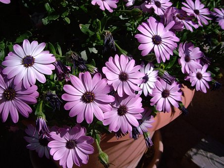 Plante, Blomst Baggrund, Blomst Tapet