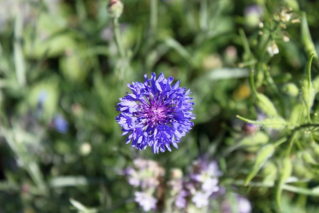 Free Field Flower Meadow photo and picture