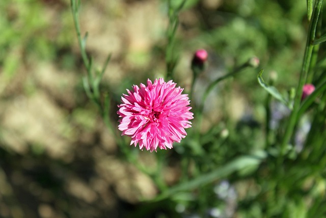 Free Field Flower Meadow photo and picture
