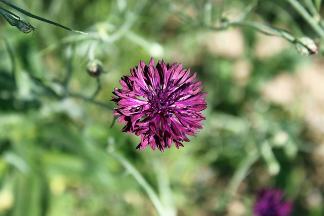 Free Field Flower Meadow photo and picture
