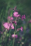red campion, heath orchid, blossom