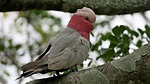 bird, galah, australia