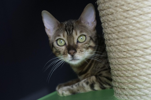 Gato, Gato De Bengala, Ressaca