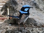 bird, wren, australia