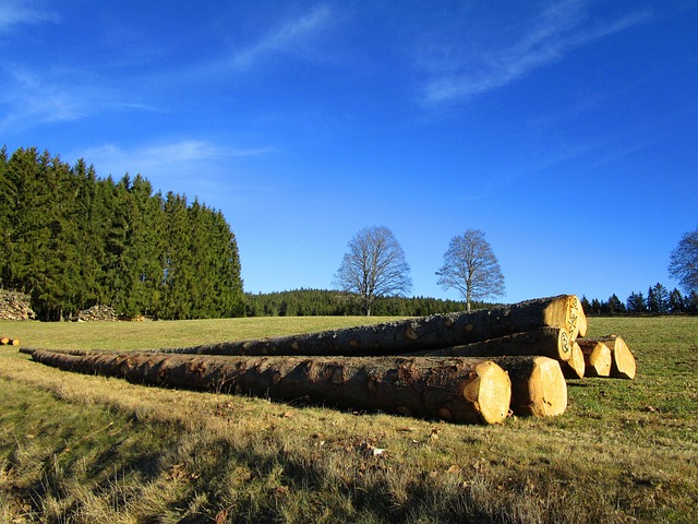 Free Landscape Tree Trunks photo and picture