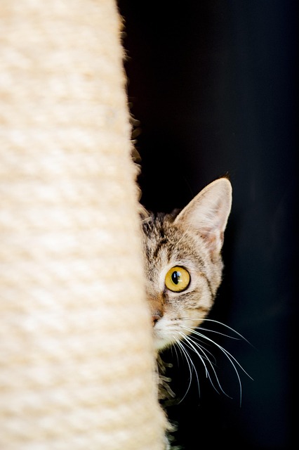 Gato, Gato Curioso, Curioso, Gato Jovem