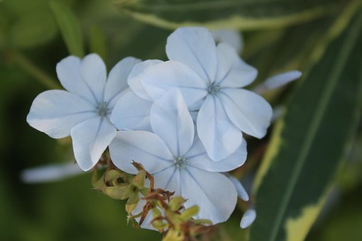 Free Flowers Flower Wallpaper photo and picture