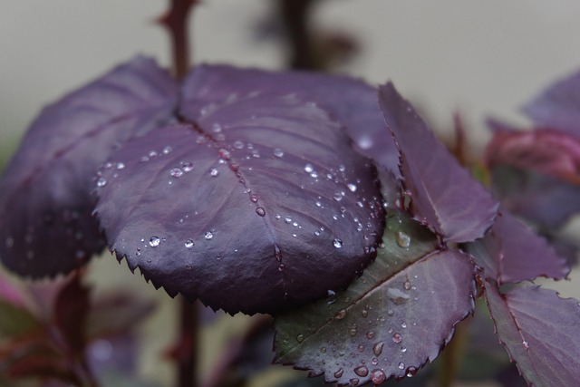 Jardín, Flor, Lluvia, Fondo De La Flor