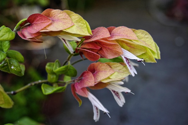 Flor, Hermosas Flores, Fondo De La Flor