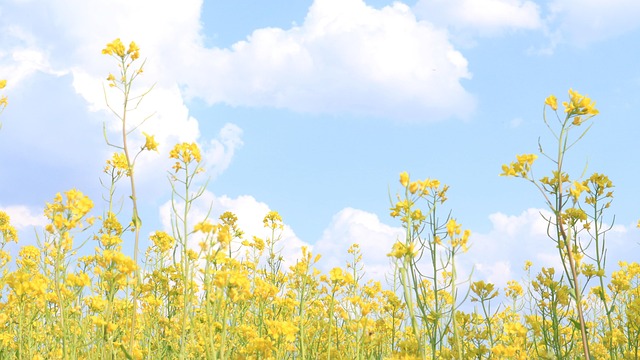Free Rape Flowers Flower photo and picture