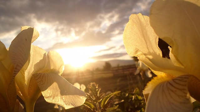 Free Flower Nature Photo photo and picture