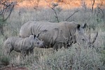rhino, endangered, family