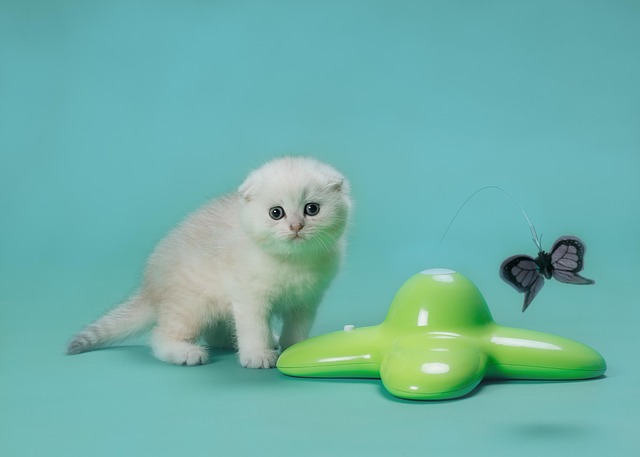 Free Cat Nature photo and picture