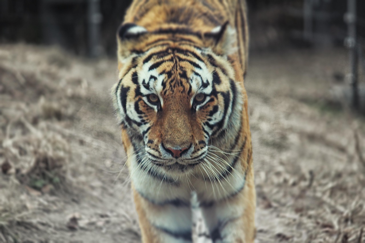 15 Фото Животных
