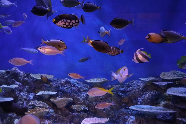 Free Aquarium Fish photo and picture