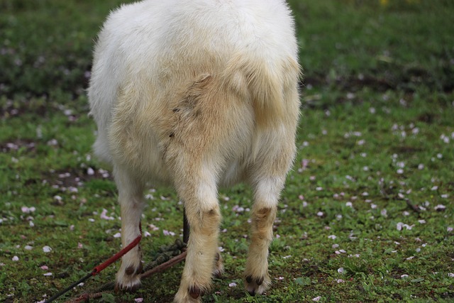 Free Animal White photo and picture