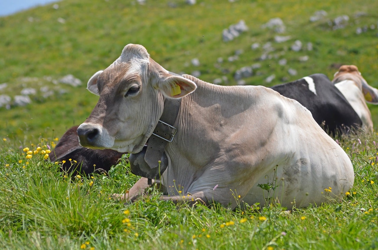 Photo Sapi Termasuk Keluarga Sapi Gunung - Gambar gratis di Pixabay - Pixabay