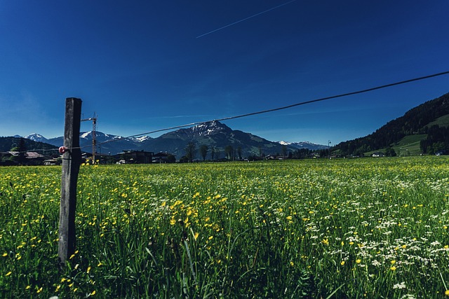 Free Meadow Landscape photo and picture