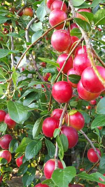 Fruit Rougr Fruit Rouge Mou - Photo gratuite sur Pixabay - Pixabay