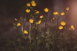 buttercup, flowers, hahnenfußgewächs