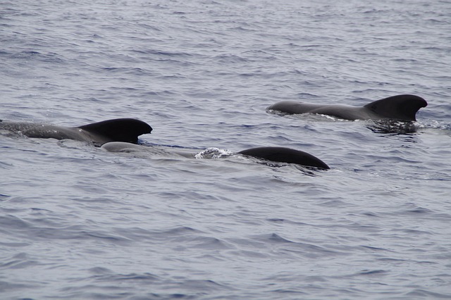 caldeirão