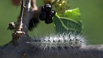 caterpillar, millipede, duda