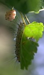 caterpillar, millipede, duda
