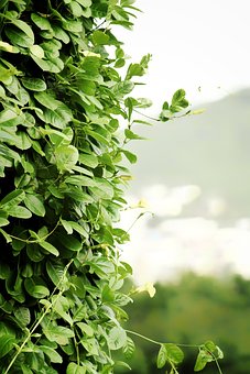 Creepers, Leaves, Climbers, Plants