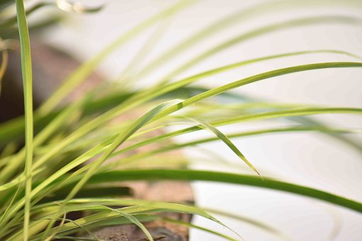 Leaves, Long, Plant, Pot, Greenery