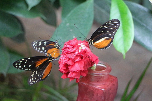 Free Butterflies Nature photo and picture