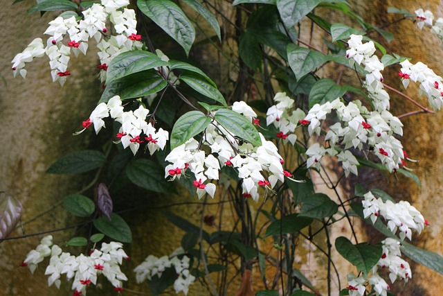 Free Plants Nature photo and picture