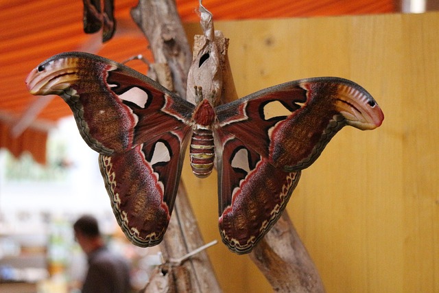 Free Atlas Moth Butterfly photo and picture