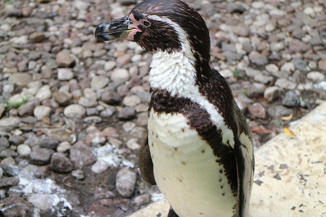Free Penguin Nature photo and picture