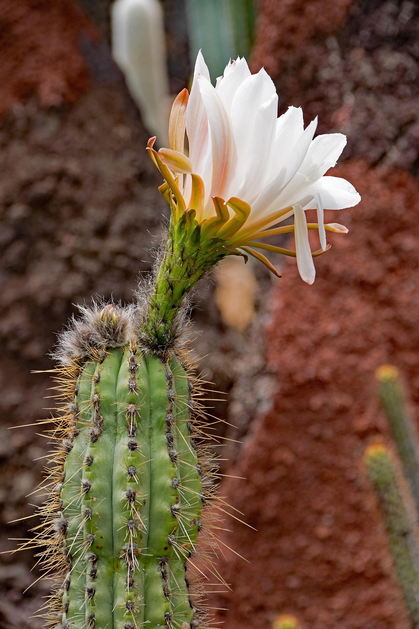 Jardin De Cactus Cacto Cactos - Foto gratuita no Pixabay - Pixabay