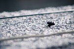 roof, weird, bug