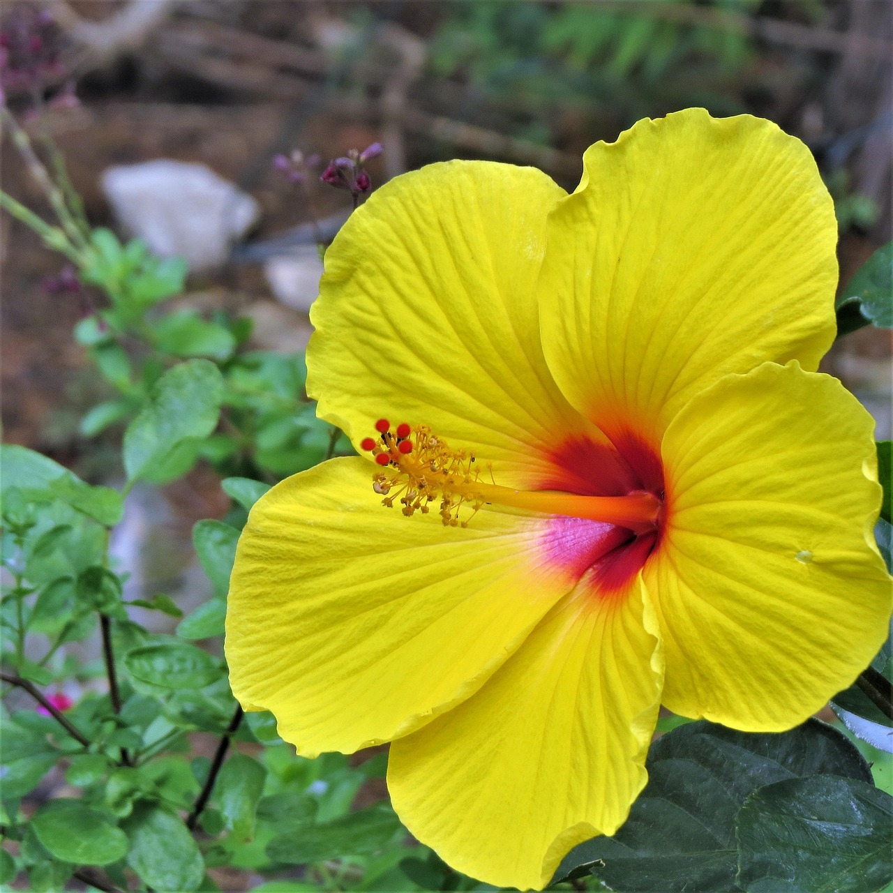 黄 ピンク 花 - Pixabayの無料写真 - Pixabay