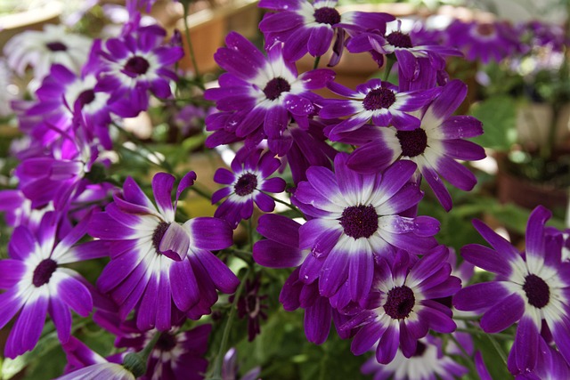 Flor, Primavera, Naturaleza, Ramo