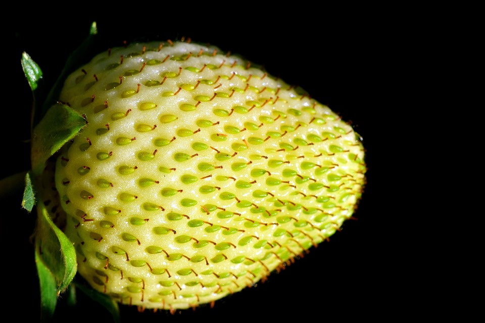 Morango Verde - Foto gratuita no Pixabay