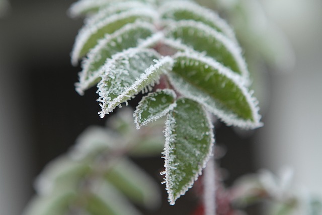 Free Frost Leaves photo and picture
