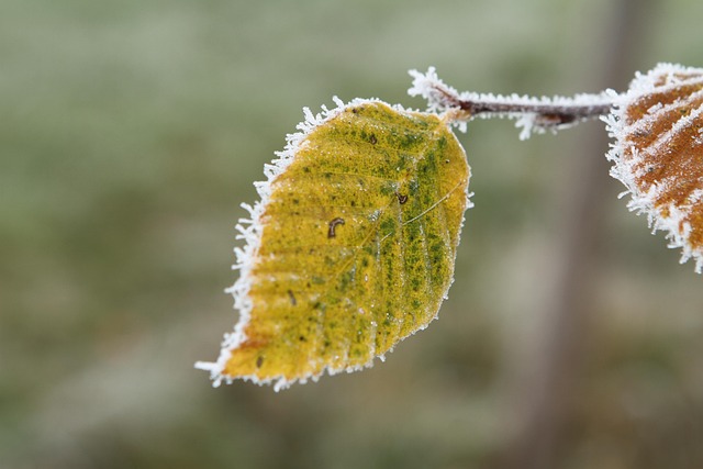 Free Frost Nature photo and picture