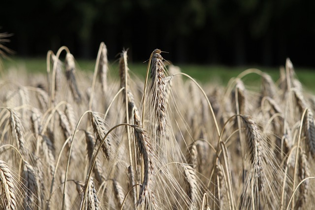 Free Grain Wheat photo and picture