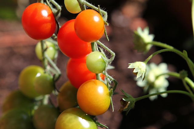 Free Tomatoes Vegetables photo and picture